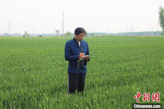 图为蔡士学在田间记录小麦生长情况。　王昱鑫 摄