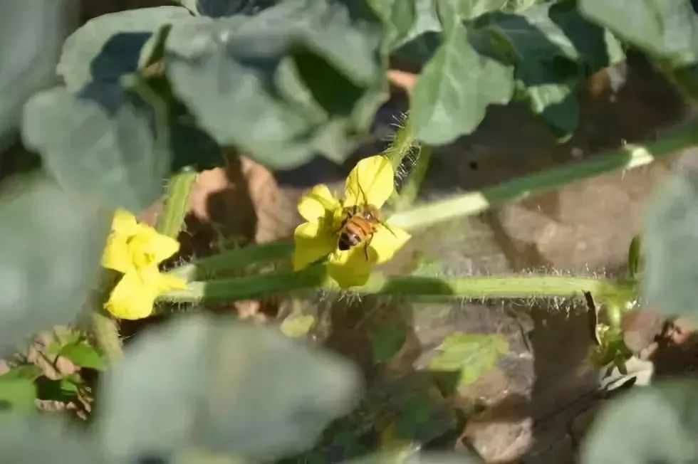 茄子种植技术与管理_茄子种植管理技术要点_茄子种植管理技术与方法