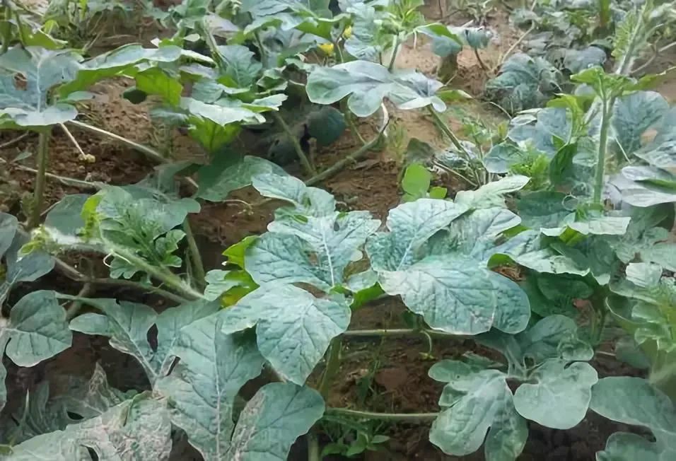 茄子种植技术与管理_茄子种植管理技术要点_茄子种植管理技术与方法