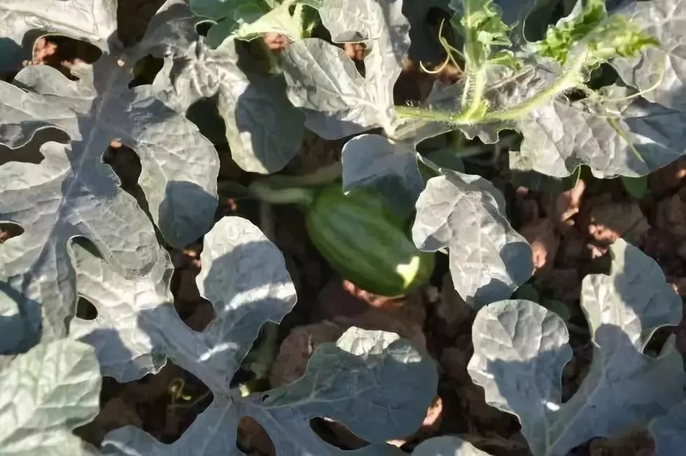 茄子种植管理技术要点_茄子种植管理技术与方法_茄子种植技术与管理