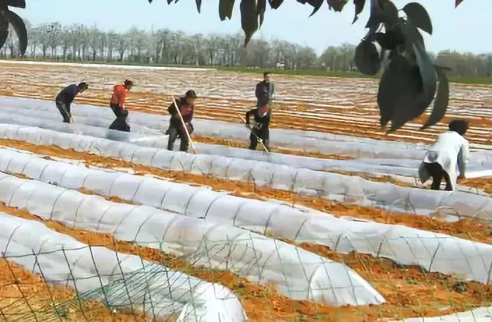 茄子种植管理技术与方法_茄子种植技术与管理_茄子种植管理技术要点