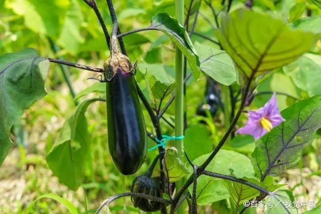 茄子种植有方法，茄子露地及地膜覆盖栽培技术，有这4个要点