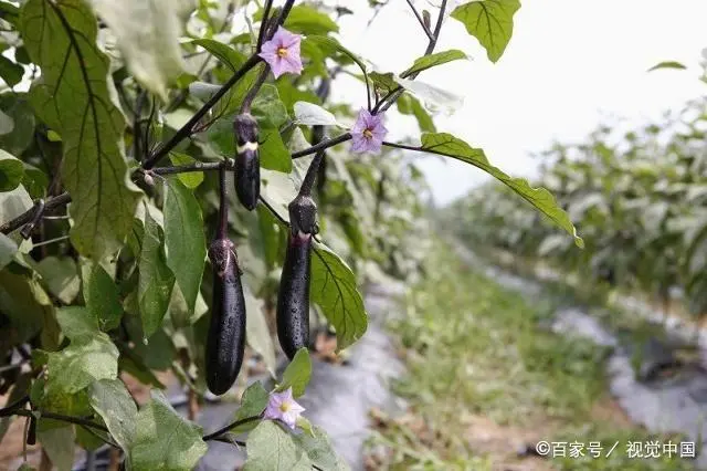 茄子种植技术与管理_茄子种植管理技术要点_茄子种植管理技术视频