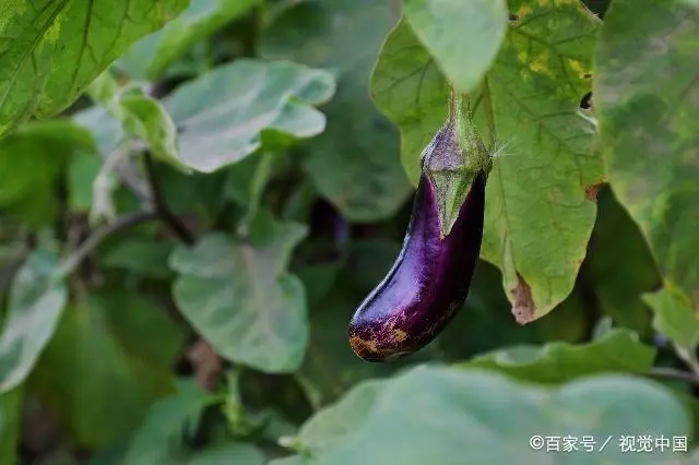 茄子种植技术与管理_茄子种植管理技术视频_茄子种植管理技术要点