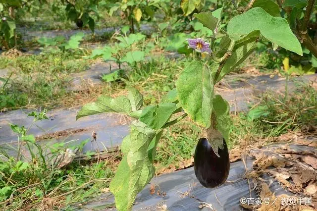 茄子种植管理技术视频_茄子种植管理技术要点_茄子种植技术与管理