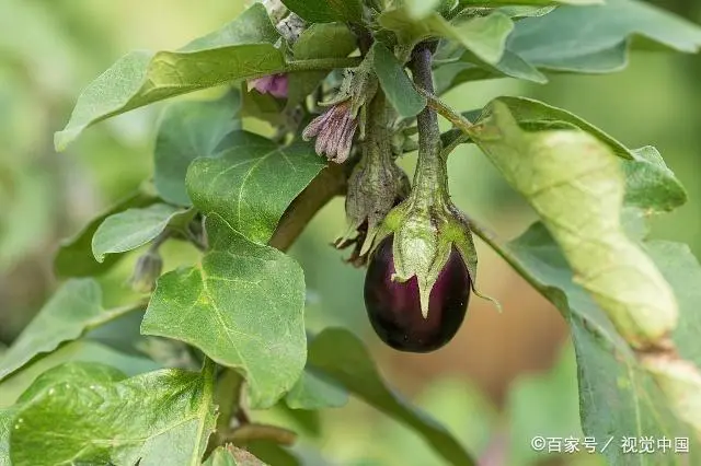 茄子种植管理技术要点_茄子种植技术与管理_茄子种植管理技术视频