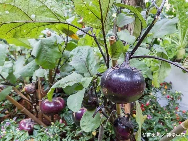 茄子种植技术与管理_茄子种植管理技术要点_茄子种植管理技术视频