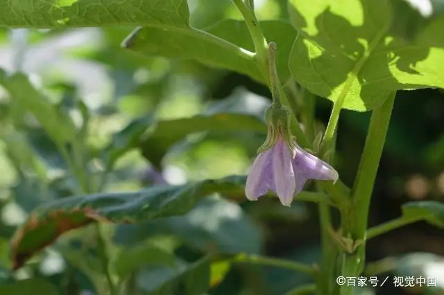 茄子种植技术与管理_茄子种植管理技术视频_茄子种植管理技术要点