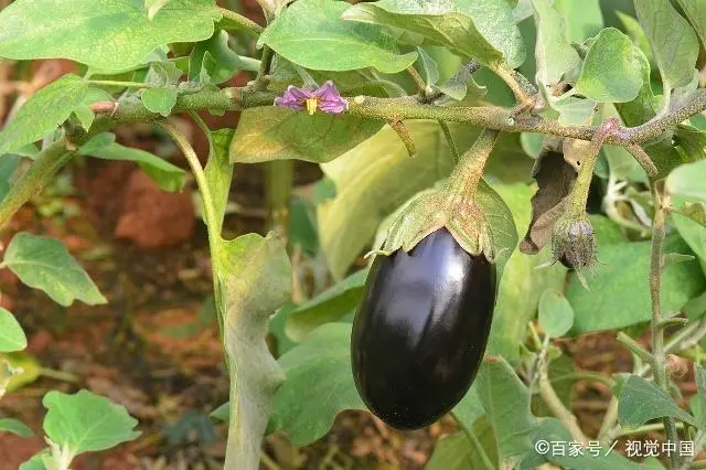 茄子种植管理技术要点_茄子种植管理技术视频_茄子种植技术与管理