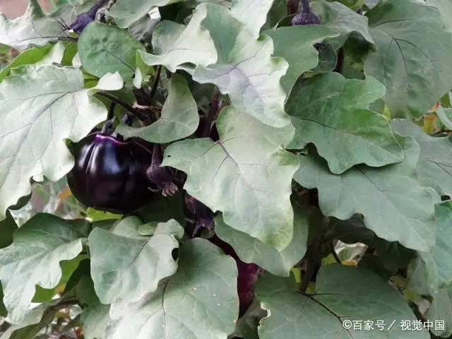 茄子种植技术与管理_茄子种植管理技术要点_茄子种植管理技术视频