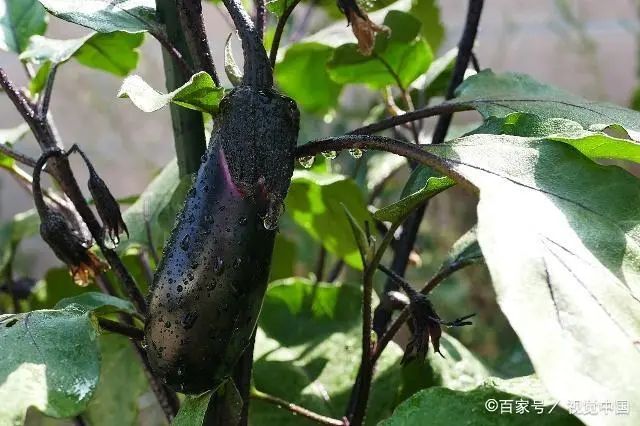 茄子种植管理技术视频_茄子种植技术与管理_茄子种植管理技术要点