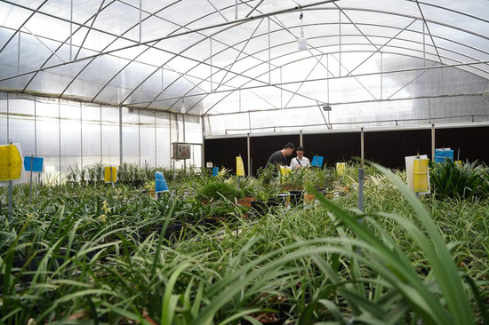 中央台兰花致富视频_致富经兰花种植视频_视频致富兰花种植教程