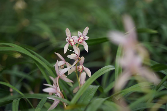 视频致富兰花种植教程_致富经兰花种植视频_中央台兰花致富视频