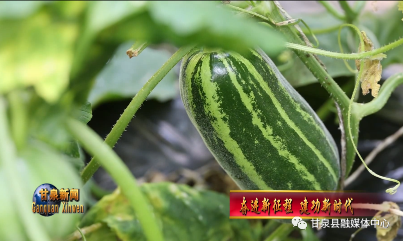 香瓜种植致富方法_致富种植香瓜方法和技巧_致富种植香瓜方法视频