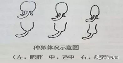 狐准备配种期饲养管理技术要点