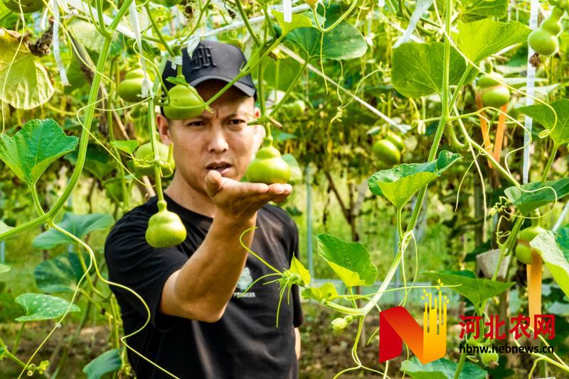 高阳县：特色种植铺就致富路