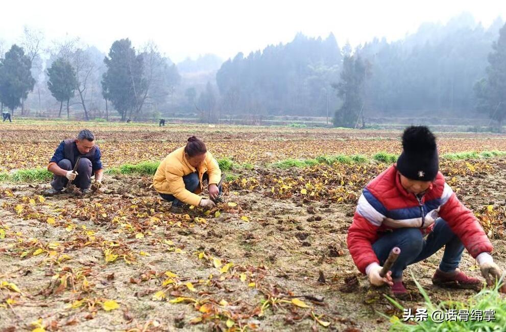 种植泽泻怎么除草_种植泽泻 致富增收_泽泻种植前景