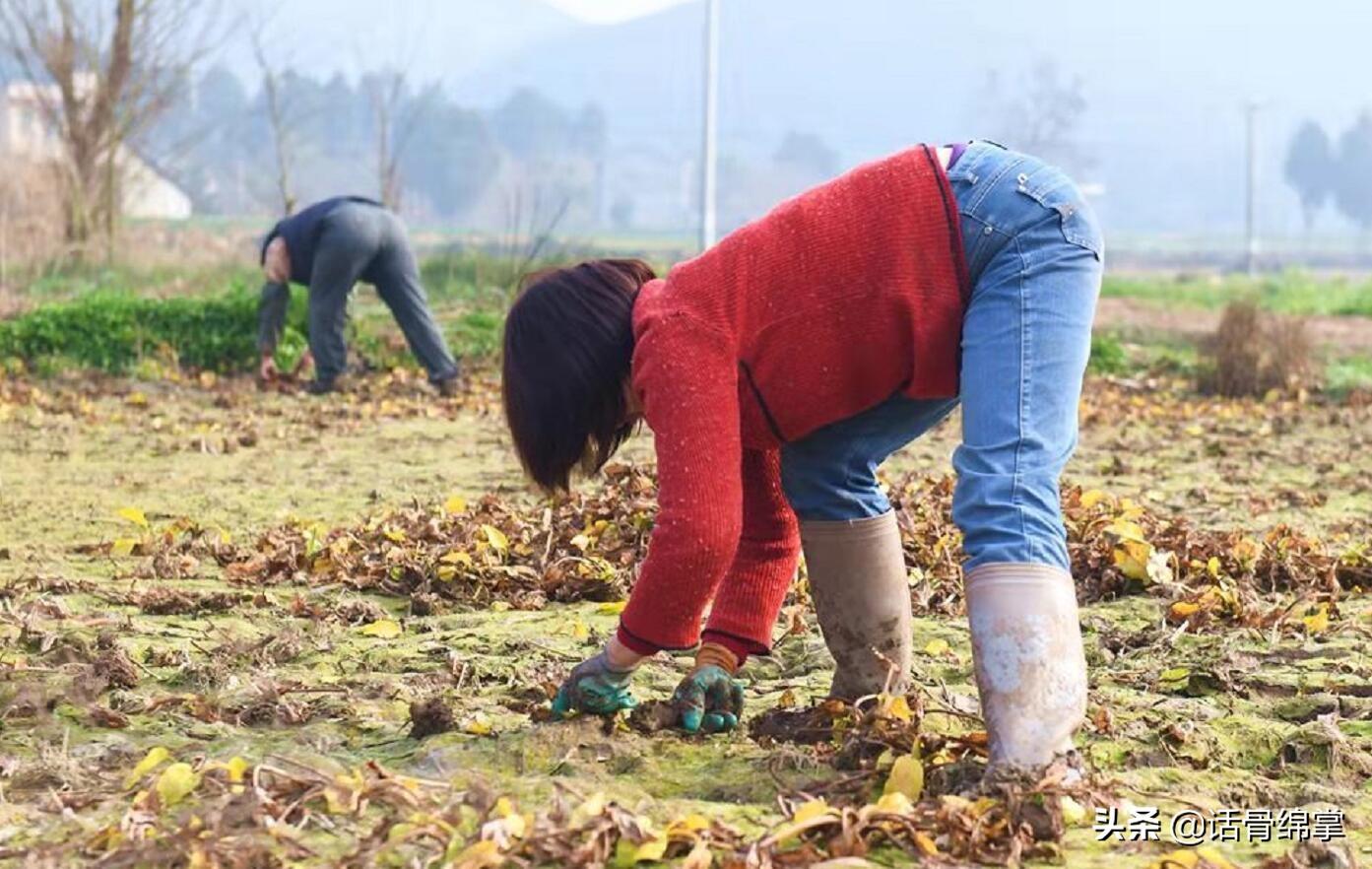 种植泽泻怎么除草_泽泻种植前景_种植泽泻 致富增收