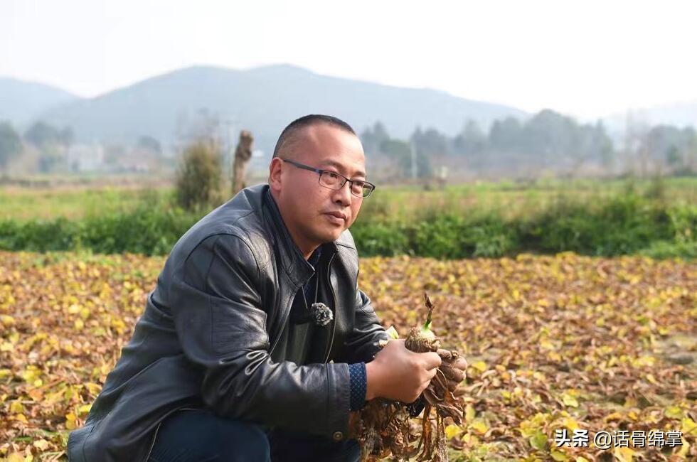 种植泽泻 致富增收_种植泽泻怎么除草_泽泻种植前景