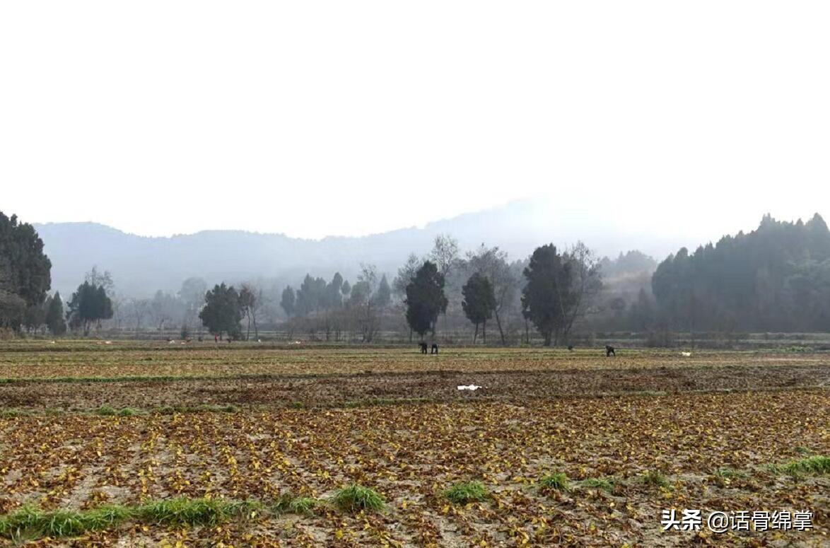 泽泻种植前景_种植泽泻怎么除草_种植泽泻 致富增收