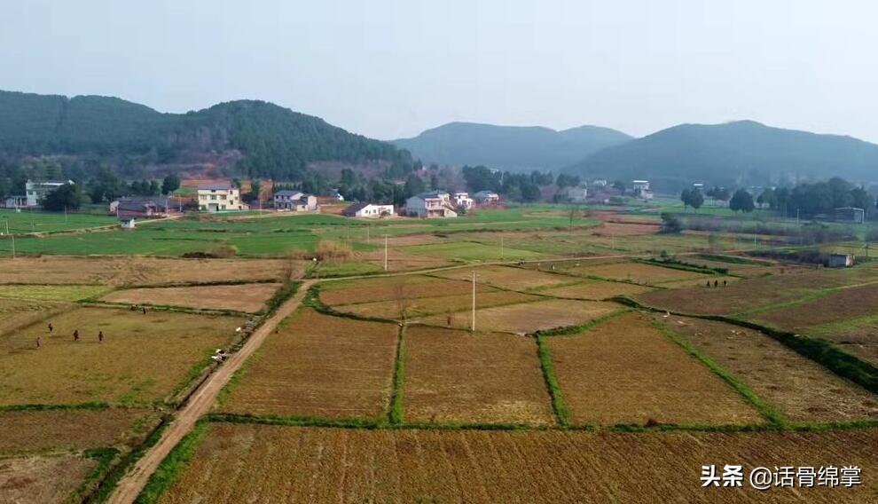 泽泻种植前景_种植泽泻怎么除草_种植泽泻 致富增收