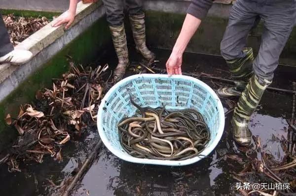 致富经蚯蚓养殖黄鳝_致富养殖蚯蚓黄鳝视频_蚯蚓黄鳝生态养殖法