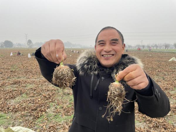 泽泻种植前景_泽泻种植技术_种植泽泻 致富增收