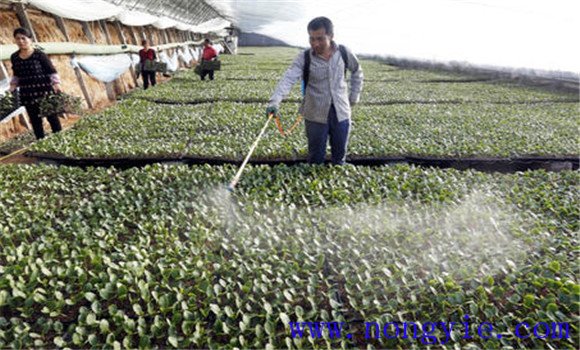 茄子种植管理注意事项