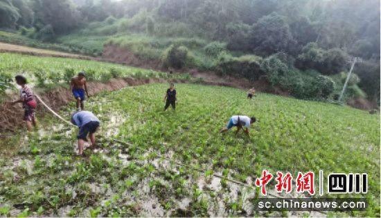 种植泽泻 致富增收_种植泽泻怎么除草_种植泽泻一亩效益