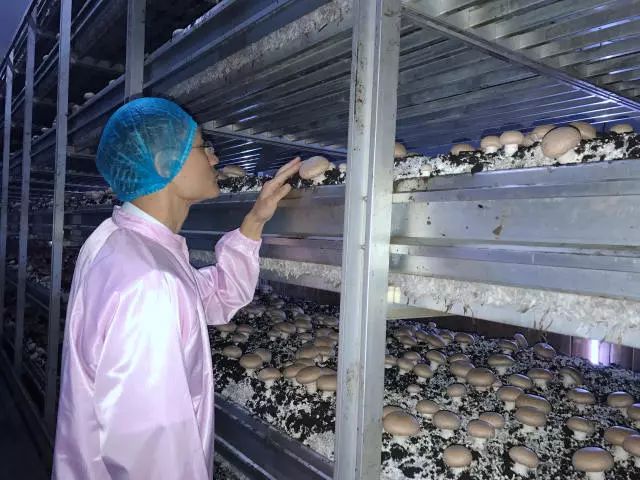 肉蘑菇养殖技术视频_蘑菇视频养殖肉技术大全_蘑菇养殖视频播放