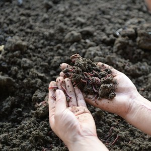 野生蚯蚓的养殖技术_野生养殖蚯蚓技术要点_养殖野生蚯蚓需要注意哪些细节