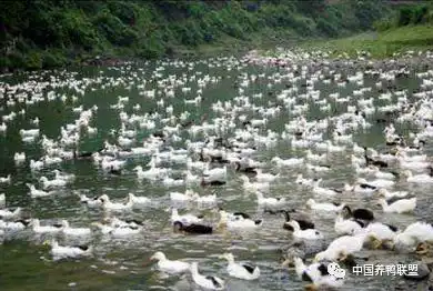 番鸭养殖前景怎么样_番鸭养殖技术窍门_优质番鸭高效养殖关键技术