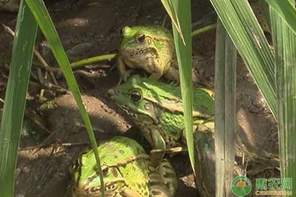 野生蚯蚓的养殖技术_野生蚯蚓养殖方法视频_野生养殖蚯蚓技术要点