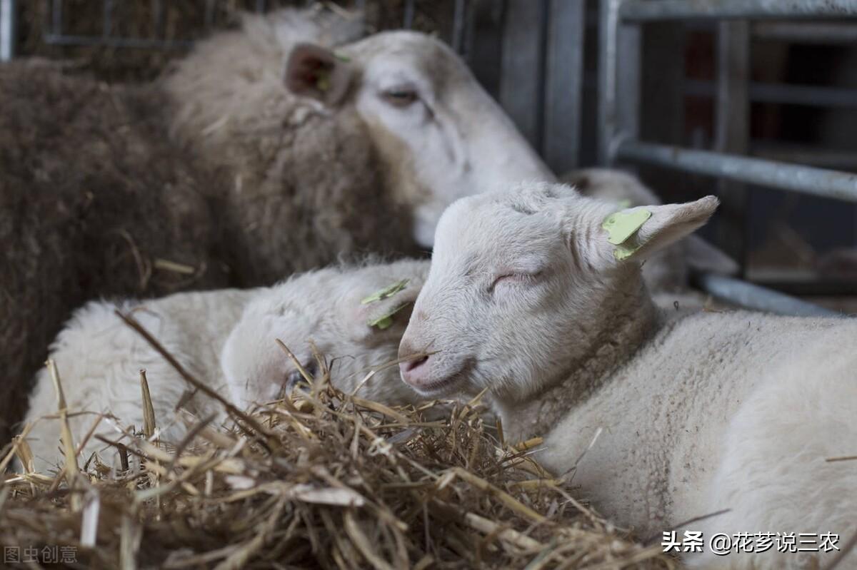 致富养殖羊项目简介_致富养殖羊项目有哪些_养殖致富项目羊