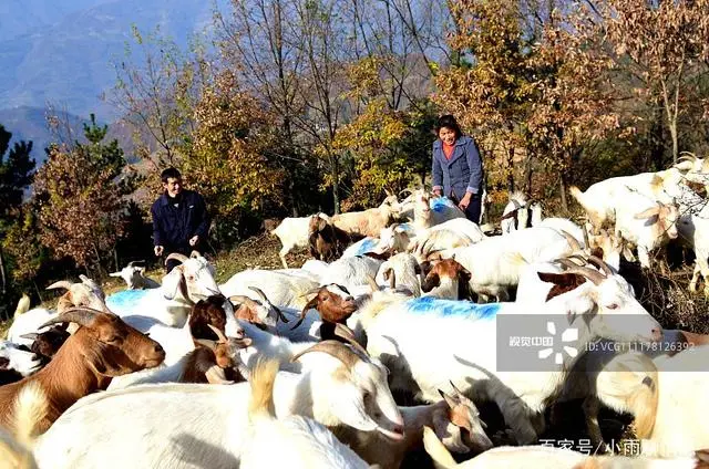 汉中市养殖技术_汉中养殖致富_汉中养殖业什么最赚钱农村