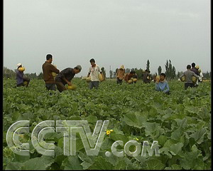 致富经甜瓜种植视频播放_种甜瓜的视频_种甜瓜赚钱吗