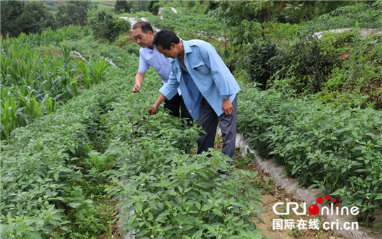 汉中勉县：徐家沟村“四支力量”带领村民脱贫