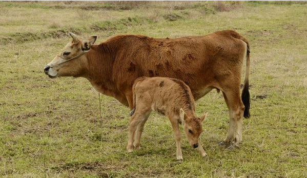 致富农村养殖种植_农村种植养殖致富项目_致富养殖种植农村项目招标