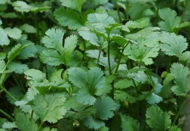 香菜栽培时间与管理技术_香菜种植技术和时间_香菜种植技术时间是多少