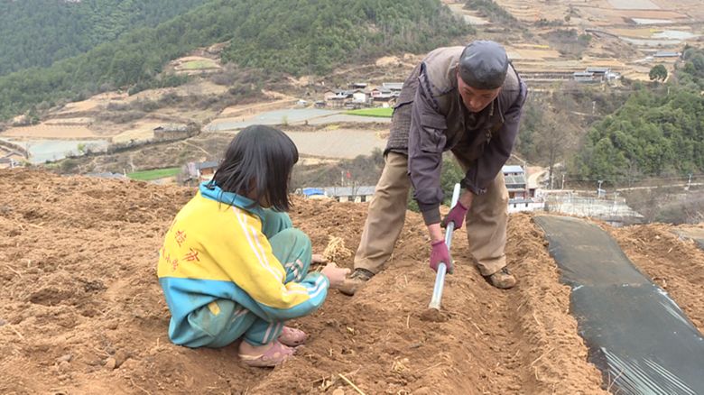 农民致富种植项目_关于农民种植致富的新闻_农村致富新闻