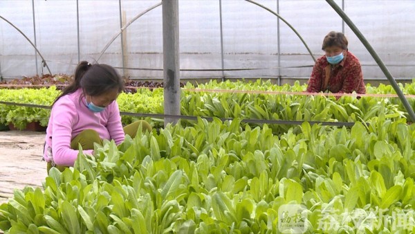 国外农场种植致富_致富农场种植国外产品_致富农场app下载