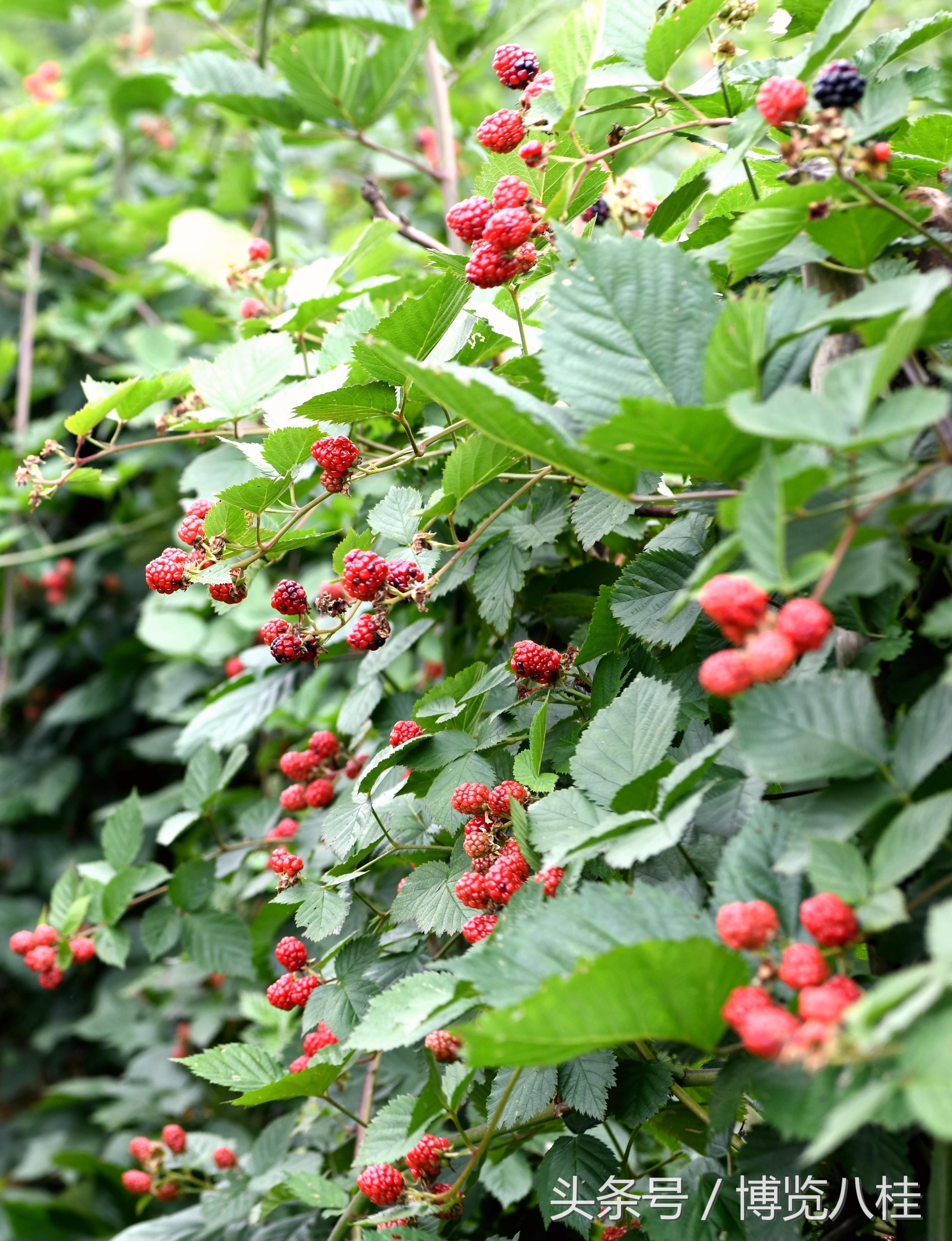 钻石种植致富_如何种植钻石种子_种植钻石价格是多少