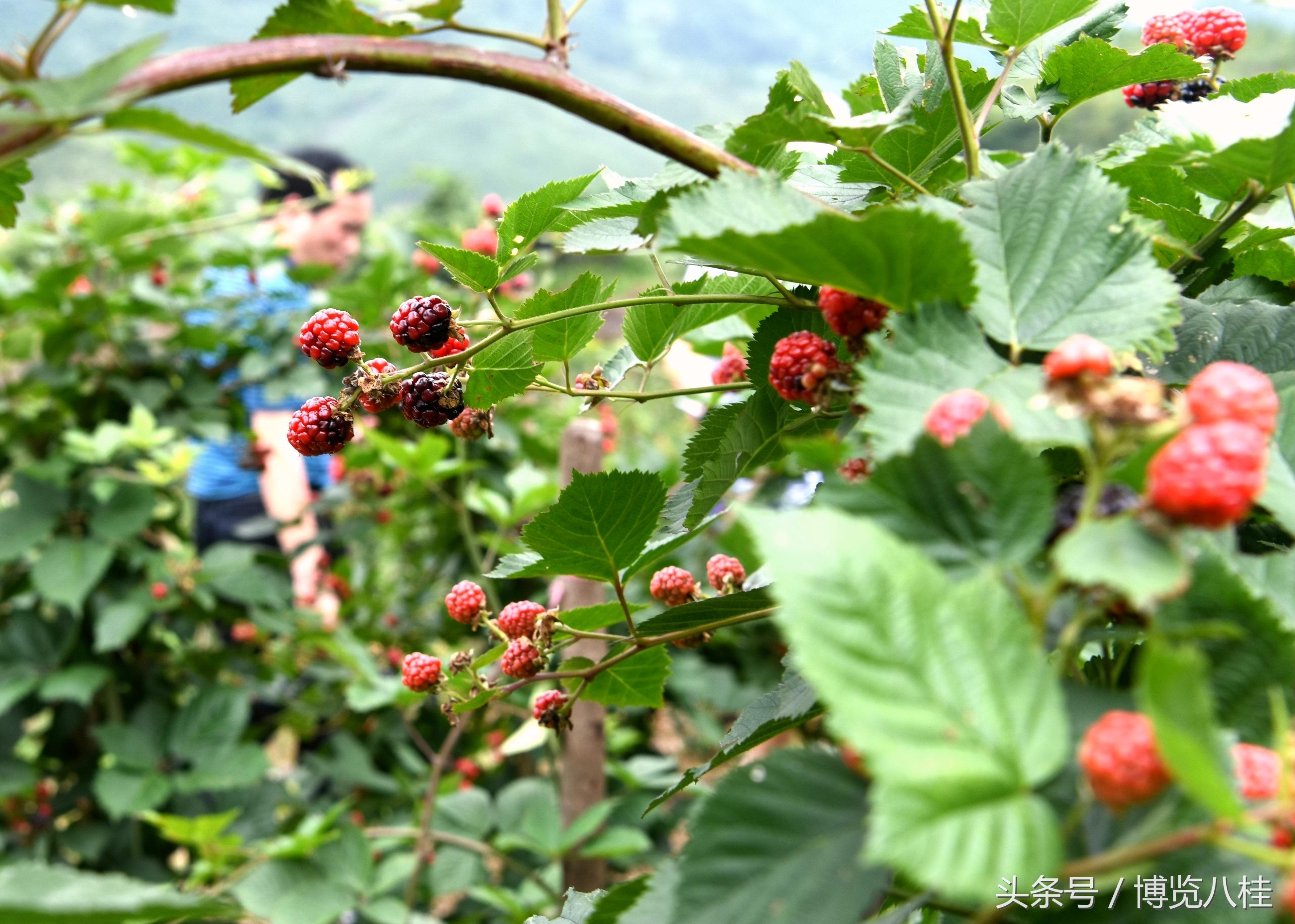 如何种植钻石种子_钻石种植致富_种植钻石价格是多少