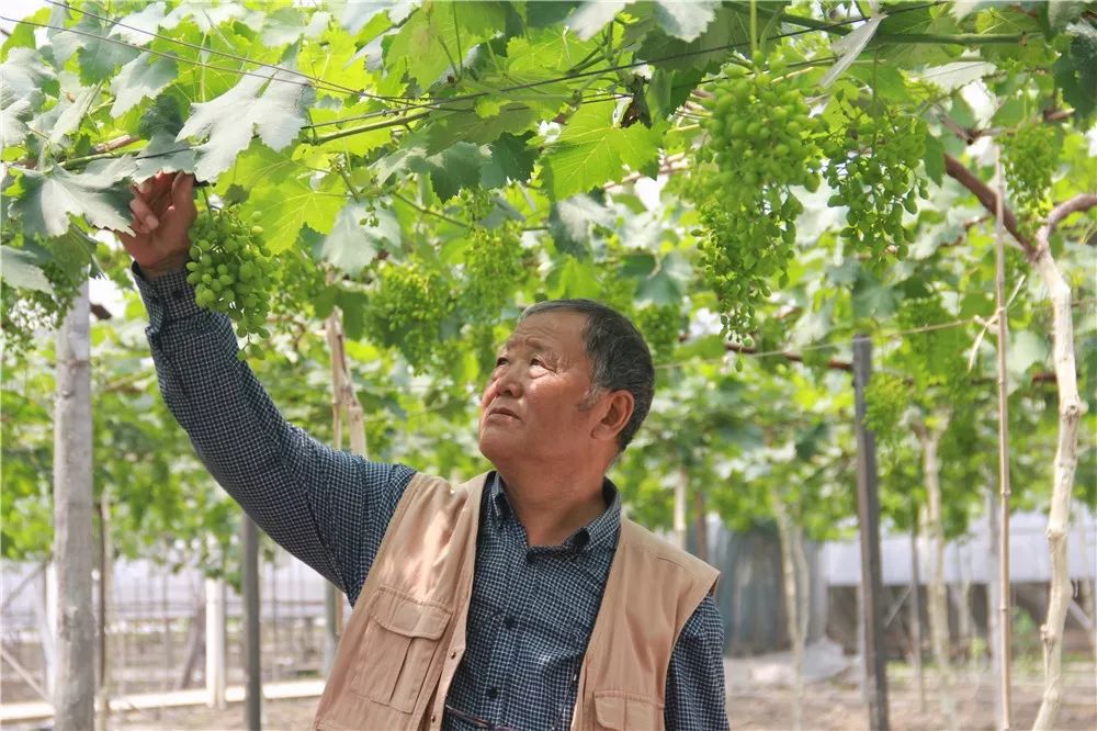 致富经温室葡萄_温室葡萄种植技术_葡萄温室大棚