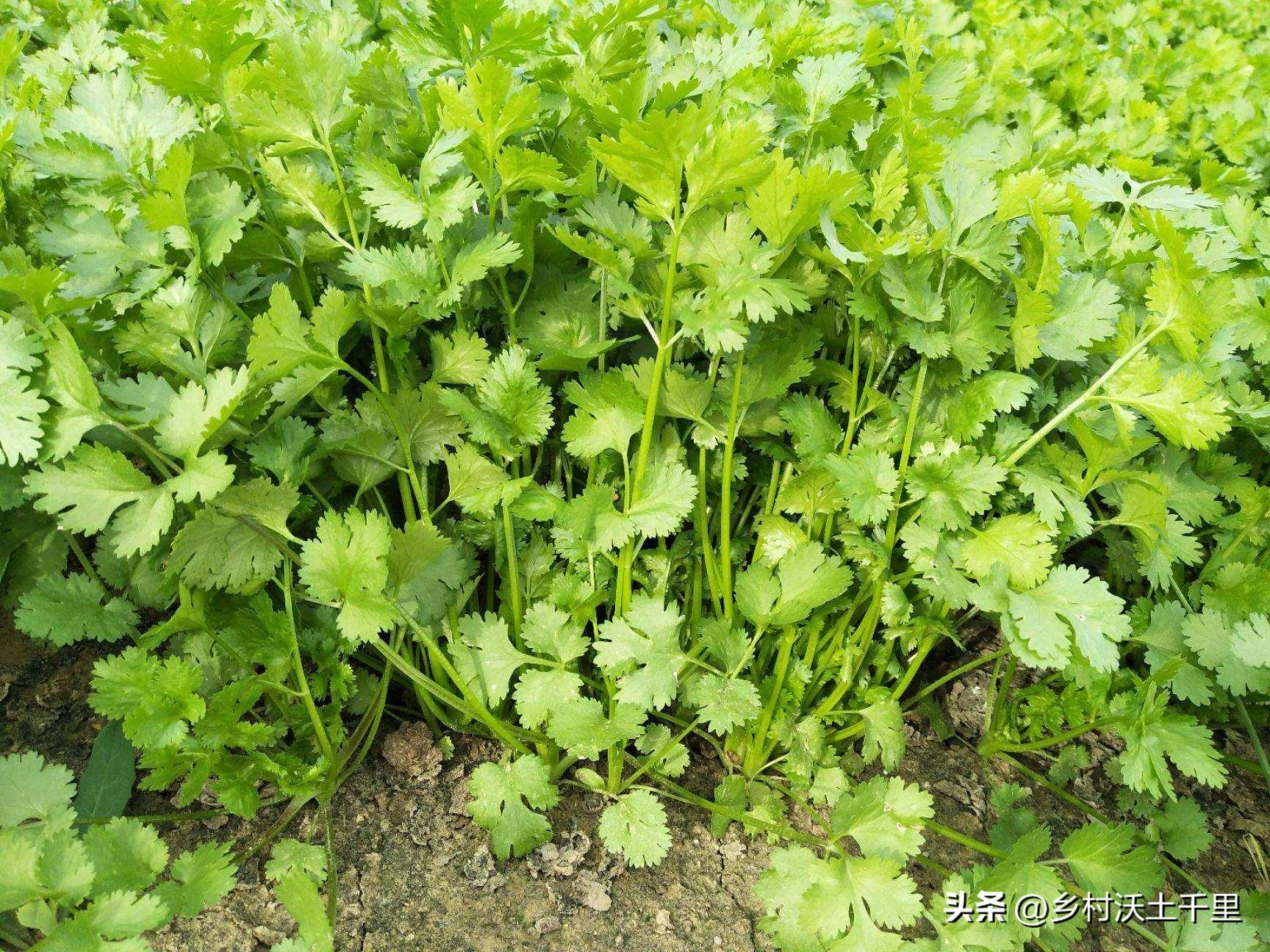 香菜种植技术和种植时间_香菜种植技术和时间_香菜栽培时间与管理技术