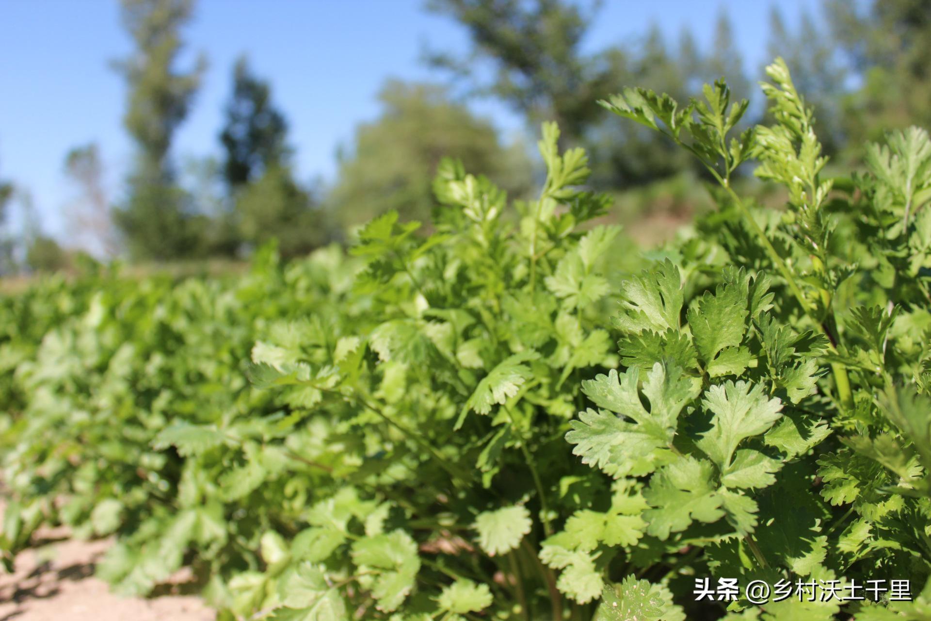 香菜种植技术和种植时间_香菜种植技术和时间_香菜栽培时间与管理技术