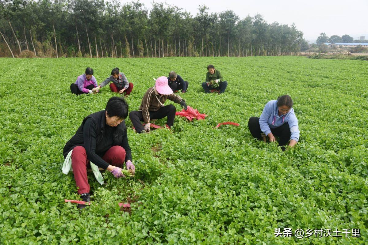 香菜种植技术和种植时间_香菜栽培时间与管理技术_香菜种植技术和时间