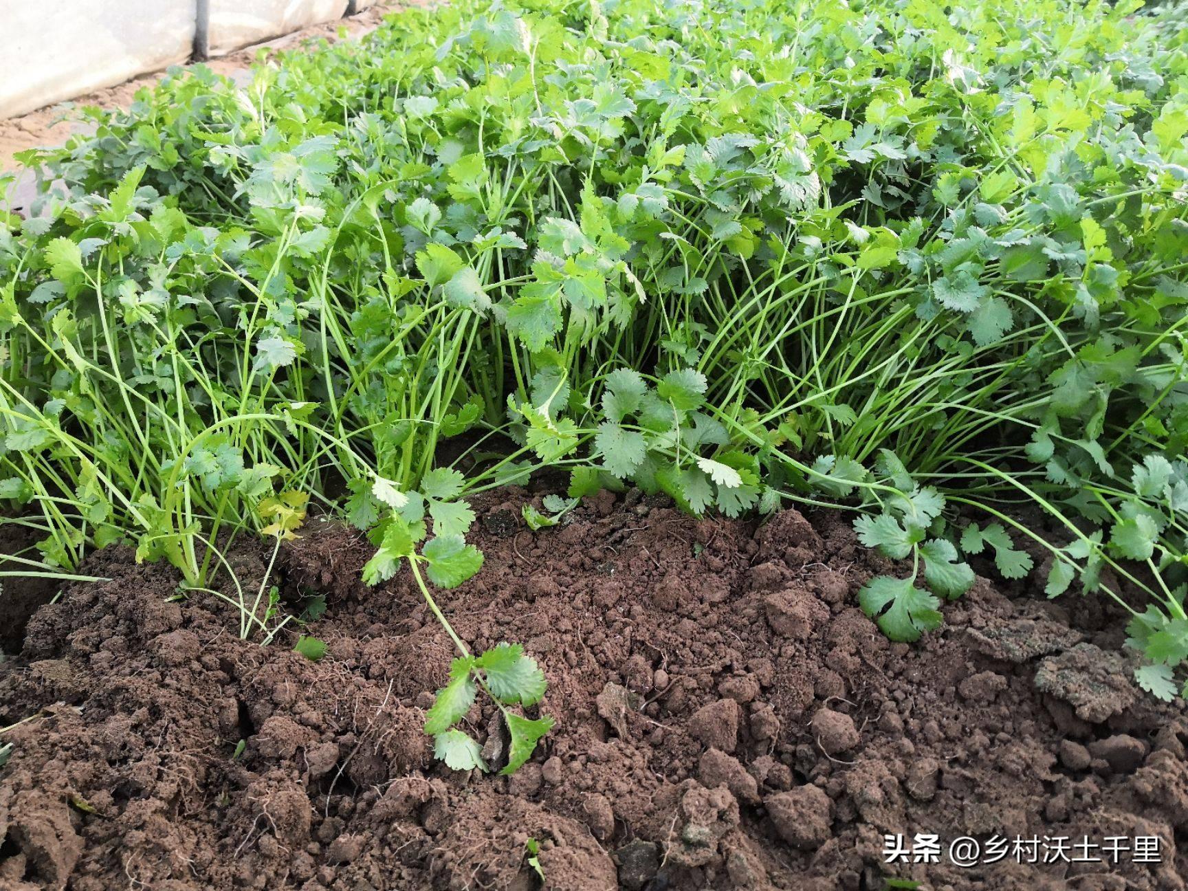 香菜种植技术和种植时间_香菜栽培时间与管理技术_香菜种植技术和时间