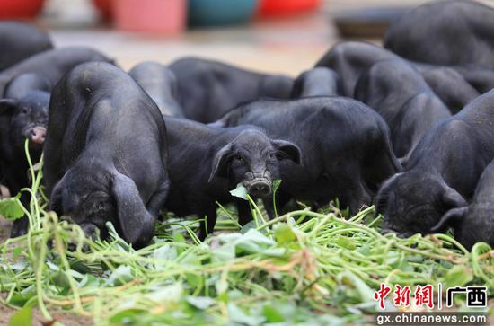 生态饲养的香猪正在食用猪草。滕以洪 摄