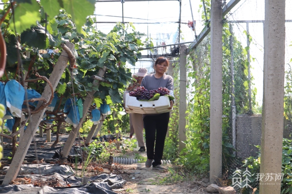 国外农场种植致富_致富农场app下载_致富经农业种植